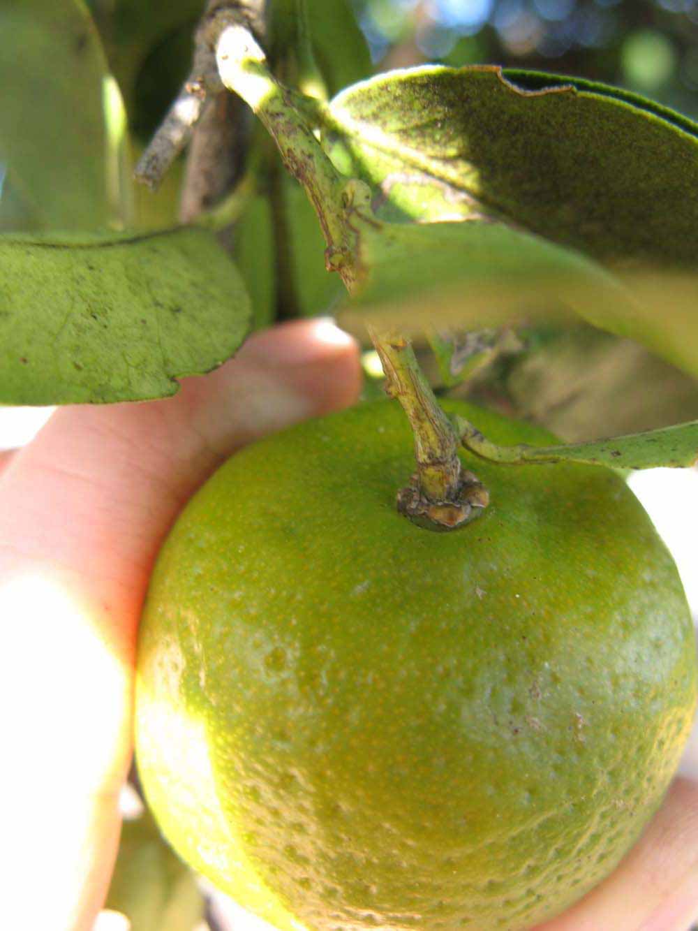            Immature fruit (Winter Haven, FL)   